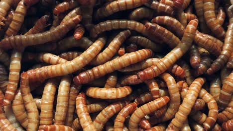 靠近的粉蟲 (mealworms)