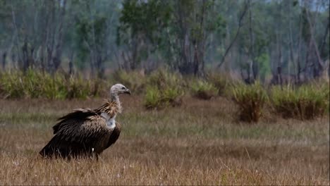 The-Himalayan-Griffon-Vulture-is-Near-Threatened-due-to-toxic-food-source-and-habitat-loss