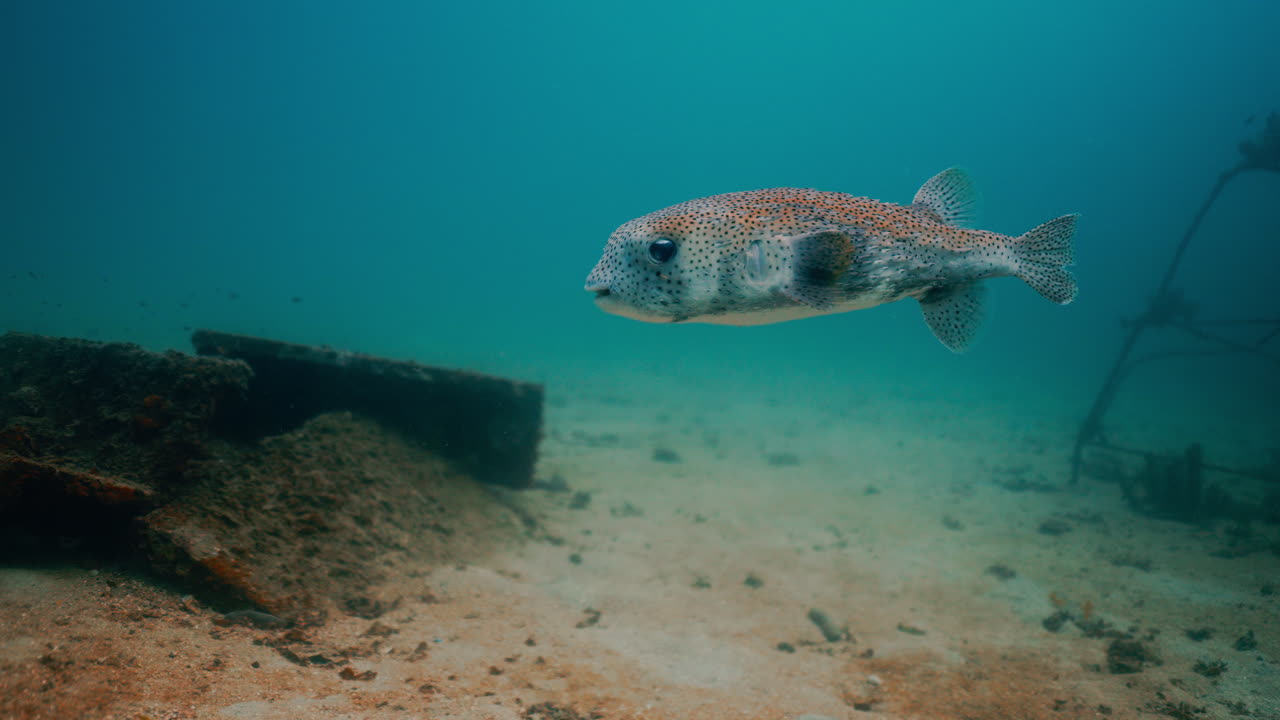 Porcupinefish swimming near a shipwreck