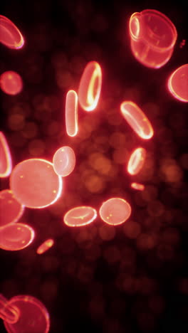 red blood cells under a microscope