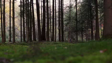 tiro de ángulo bajo de los árboles en un bosque en alemania en otoño