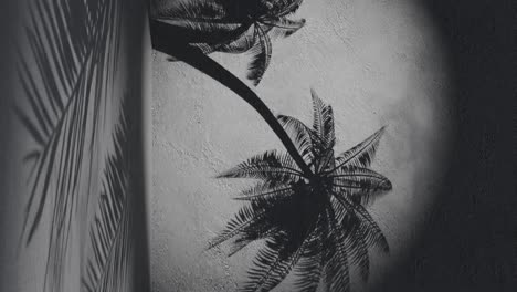 sombras de palmeras en una pared negra con textura