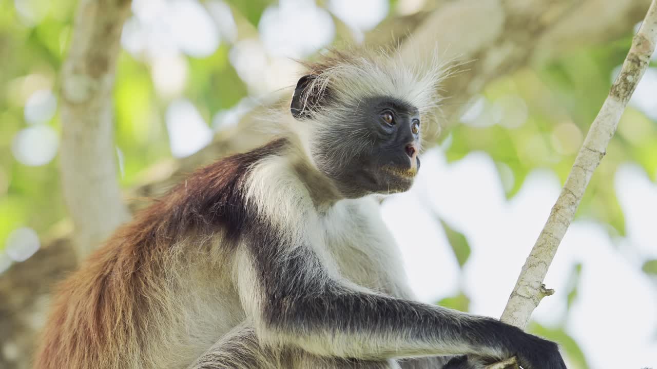 mono colobus rojo en zanzíbar en áfrica, retrato en primer plano de monos en el bosque de jozani en tanzania, vida silvestre africana y animales en los árboles en un safari en zanzibar