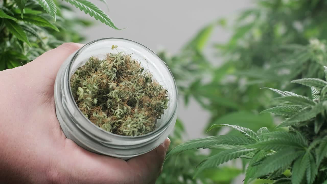 대마초 재배: 의학에 사용하기 위한 대마초 연구, 데이터 수집, 대마초 기름 연구, 마리화나 생산.