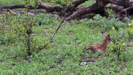 impala bebé recién nacido tropieza mientras intenta dar sus primeros pasos en la naturaleza africana