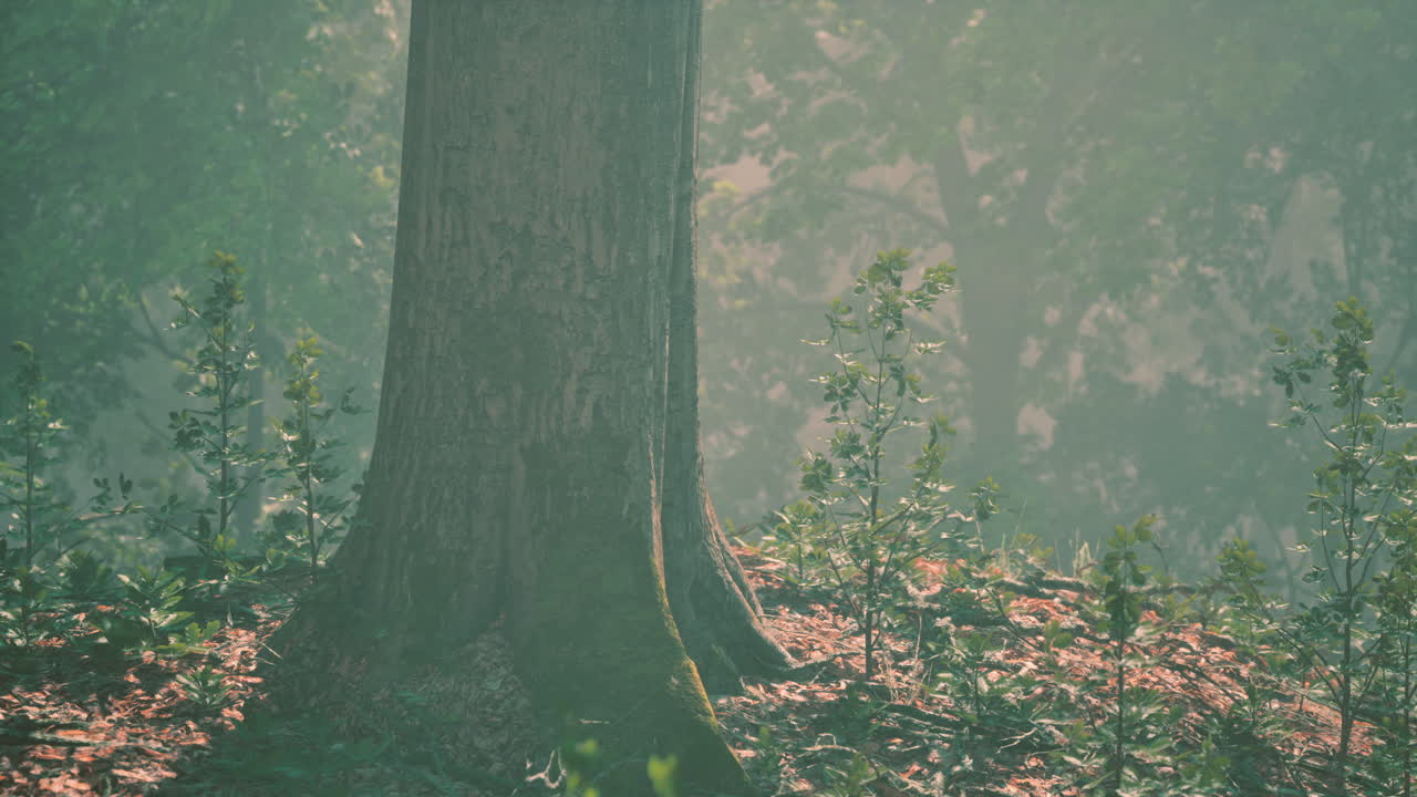 안개 가 가득 한 숲 의 장면: 웅장 한 나무 줄기 와 울창 한 덤불