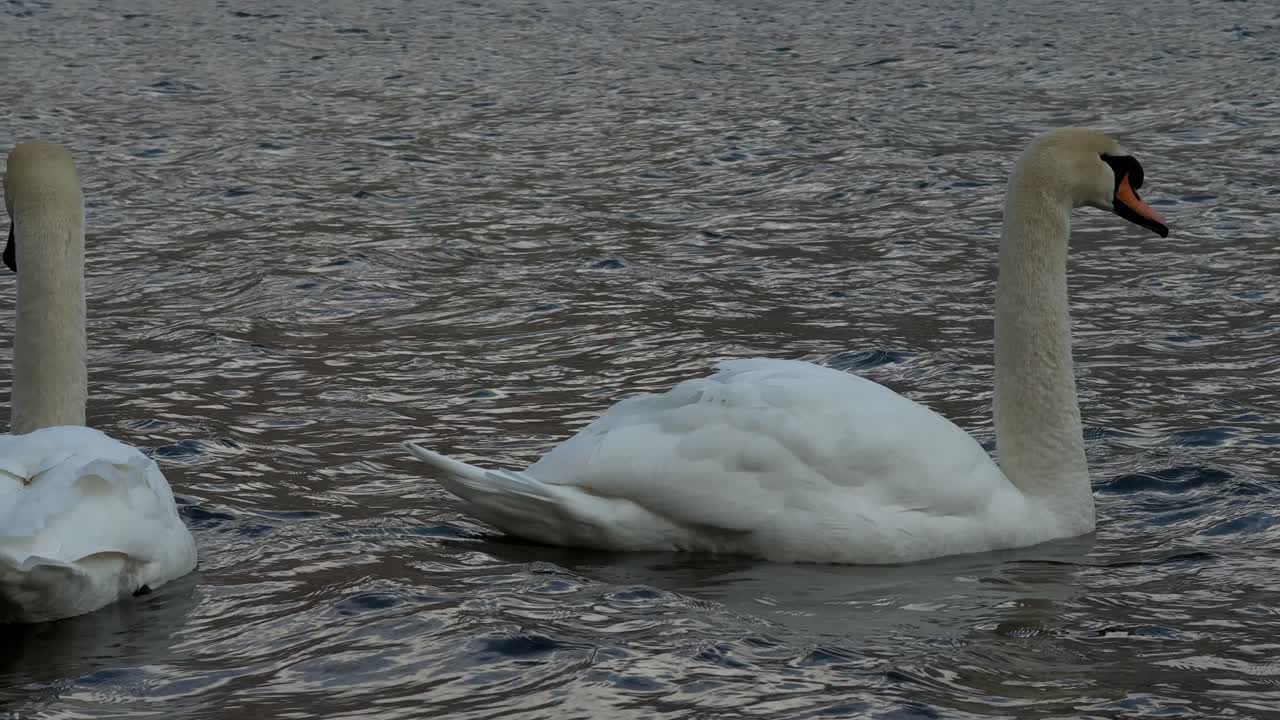 Mute Swan migratory bird floating over Lake Walen Walensee in Switzerland