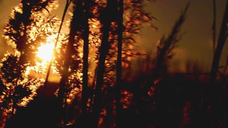 Sonnenaufgang-Im-Feld,-Bulgarien