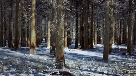 snow covered conifer forest at sunny day