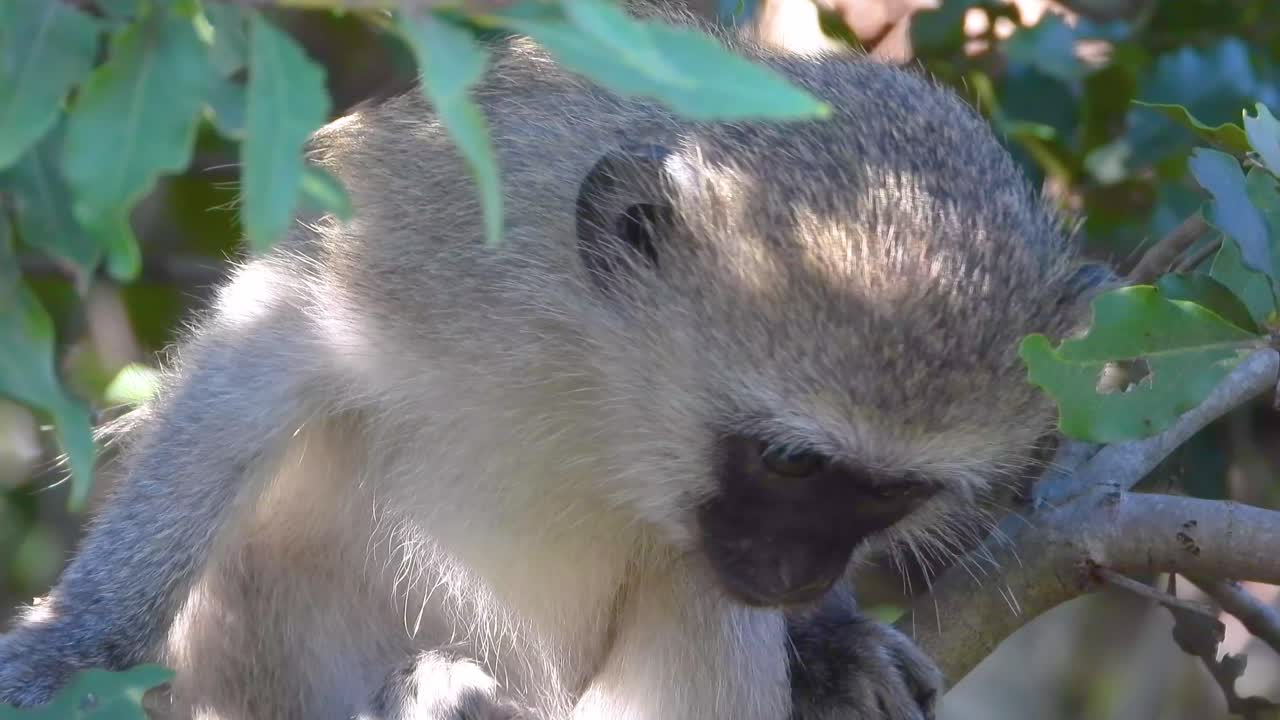 monos se alimentan entre hojas verdes en un árbol iluminado por el sol, parcialmente escondido por las ramas en el parque nacional kruger