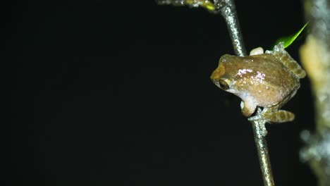 a bombay bush frog chooses a high twig to perch and call from to advertise its position to a prospective female to breed, in the western ghats of india during monsoon season at night