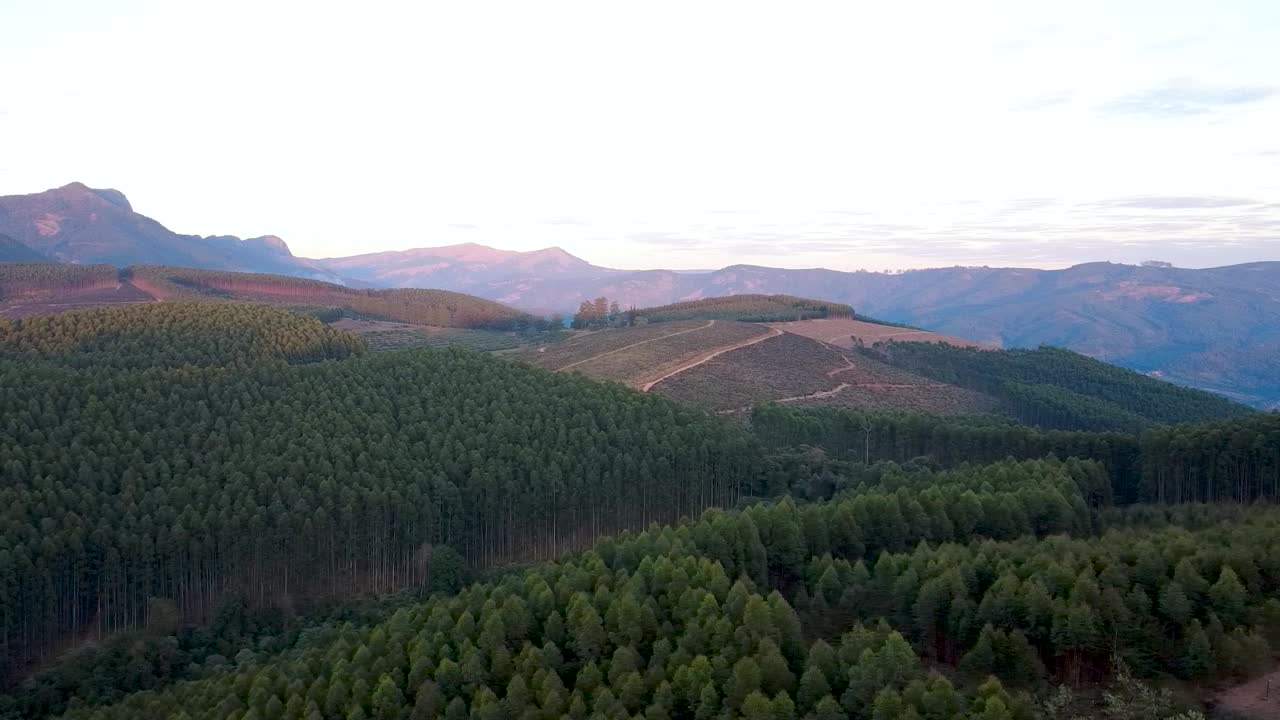 Aerial drone b-roll of a tree plantation for paper production, showcasing orderly rows of trees. Ideal for forestry, industry, and environmental projects