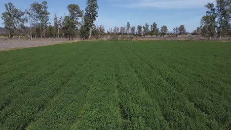 aerial view of an alfalfa crop