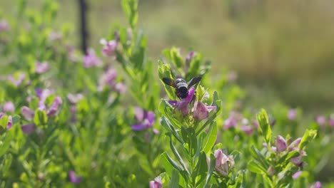 Close-up-angle-of-Bumble-Bee-on-flower-and-flying-away-slow-motion