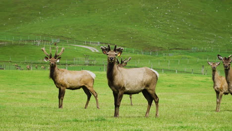 Wild-deer-flock-graze-on-green-meadow-in-New-Zealand-landscape,-South-island