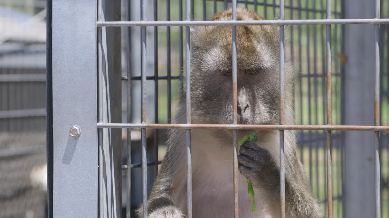 mono macaco comiendo hojas verdes en una jaula en cautiverio en un centro de rescate de grandes gatos en florida