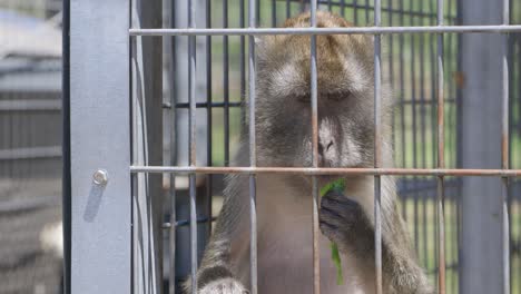 Mono-Macaco-Comiendo-Verduras-De-Hoja-Verde-En-Una-Jaula-En-Cautiverio-En-Un-Centro-De-Rescate-De-Grandes-Felinos-En-Florida