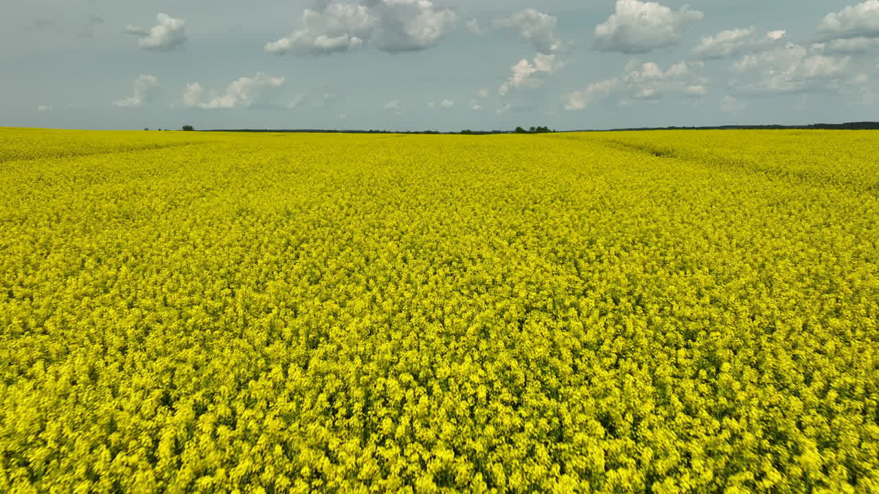 una vista aérea de cerca de vibrantes campos de colza amarillo que se extienden hasta el horizonte bajo un cielo parcialmente nublado