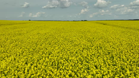 a close-up aerial view of vibrant yellow rapeseed fields extending to the horizon under a partly cloudy sky