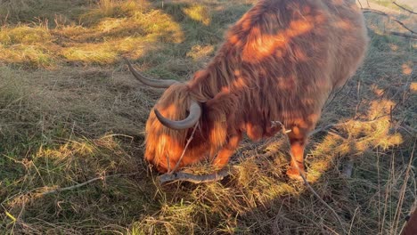 Nahaufnahme-Einer-Großen-Gehörnten-Hochlandkuh,-Die-Auf-Einem-Feld-Weidet