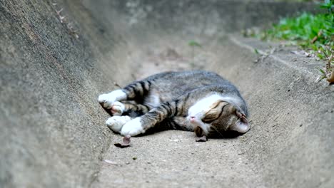 4k cat sleeping on the floor, outdoor, 3840x2160 video