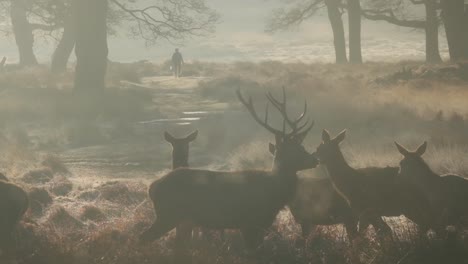 herd of red deer richmond park london at sunrise in winter man walking in background slow motion