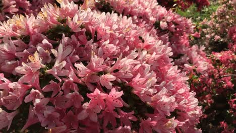 A-flowering-pink,-white-and-red-Rhododendron-shrub