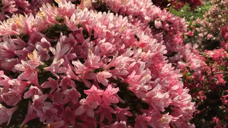 un arbusto de rododendro en flor de color rosa, blanco y rojo