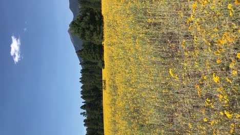 Vertical-pan-across-a-field-of-bright-yellow-field-of-wildflowers-backed-by-pine-trees-in-the-background,-Fort-Valley-flower-field,-Flagstaff,Arizona