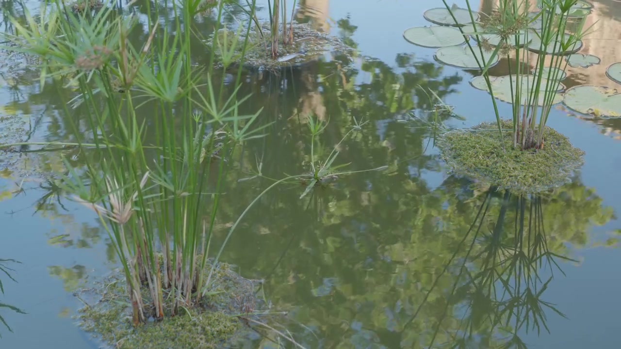 General view of a tranquil pond with papyrus-like aquatic plants and water lilies, highlighting the detailed reflections of the surrounding vegetation on the water's surface.