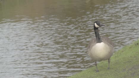 Canadian-goose-by-waterside-flaps-wings