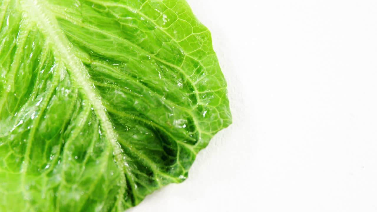 primer plano de la lechuga