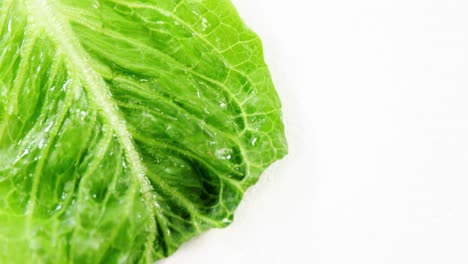 close-up of lettuce