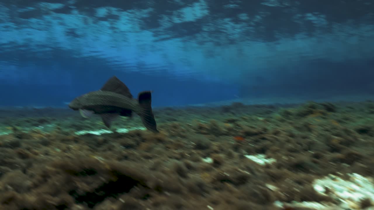 Underwater view of a suckerfish swimming along a sandy bottom with patches of algae in clear water