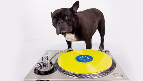 dj french bulldog with headphones and turntables