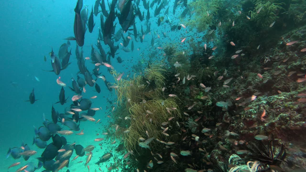 arrecife de coral tropical con diferentes grupos de peces en indonesia