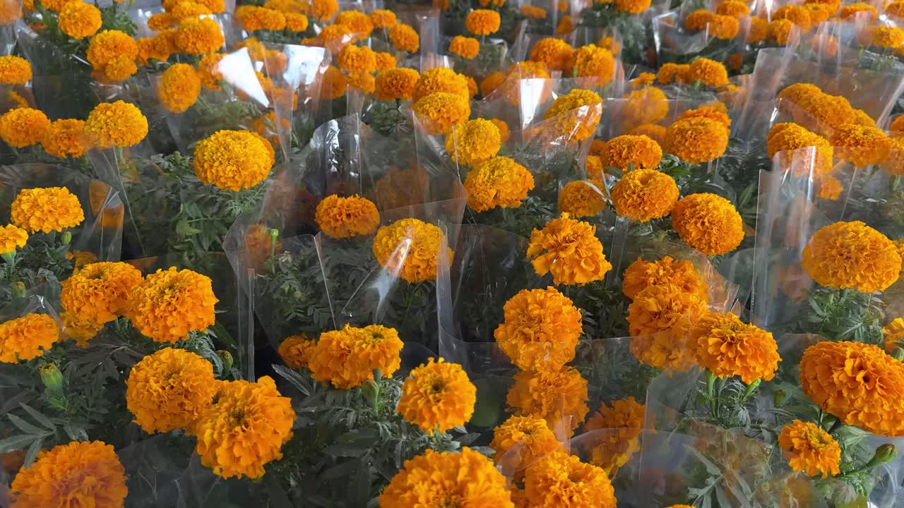 Many Orange Marigolds in Plastic Wrap