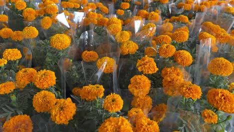 many orange marigolds in plastic wrap