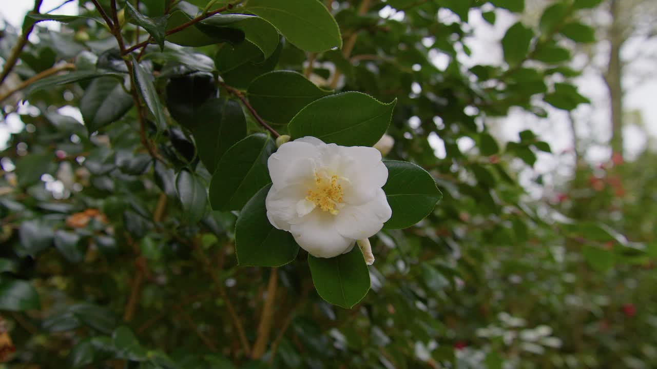 A vibrant camellia in full bloom with soft petals and rich details. Captured in 4K slow motion, this shot showcases the elegance of nature and botanical beauty.