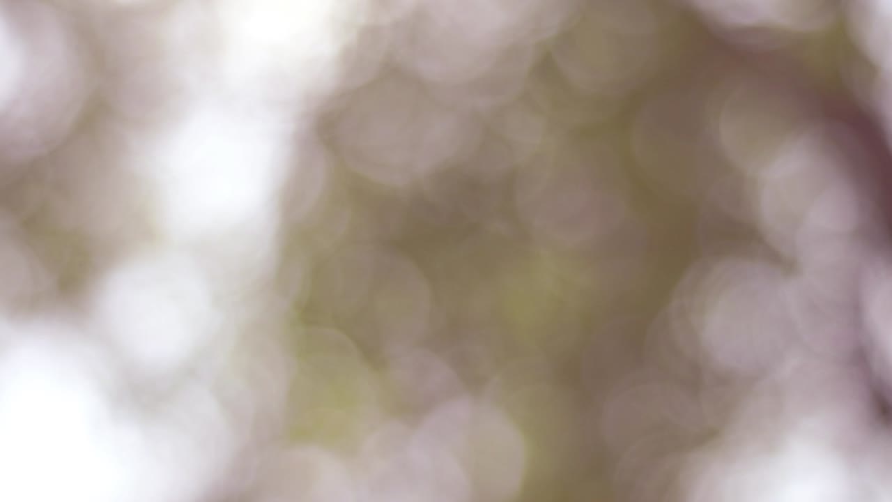4k imágenes bokeh fondo del árbol