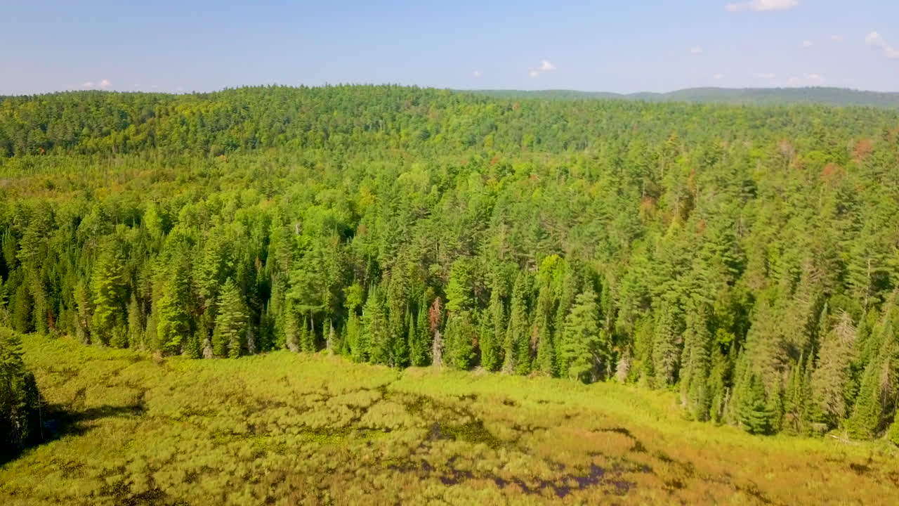 Beautiful 4K aerial shot flying over a pine forest and swamp in Ontario, Canada