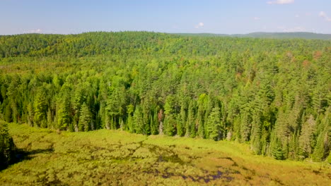 Hermosa-Toma-Aérea-De-4k-Volando-Sobre-Un-Bosque-De-Pinos-Y-Un-Pantano-En-Ontario,-Canadá