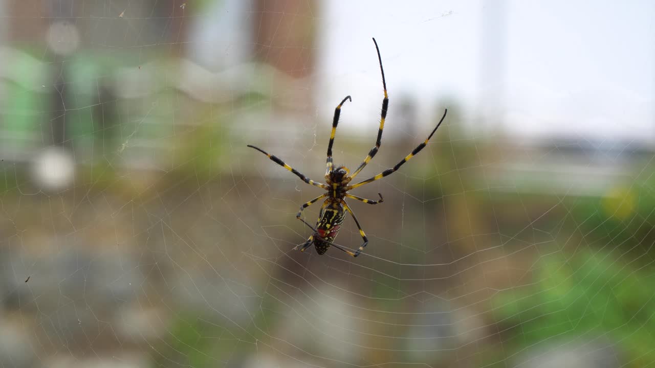 조로 바나나 거미줄 짜기 - 4k 클로즈업