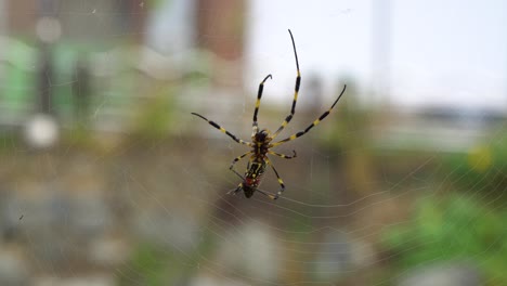 joro banana spider tejiendo web - 4k de cerca