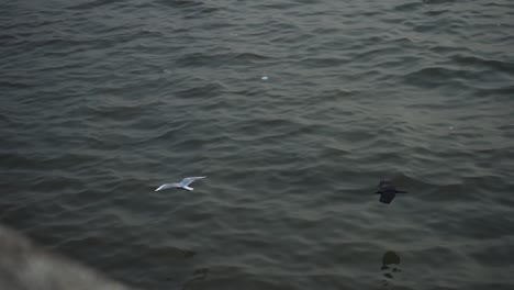 Birds-flying-Gateway-of-India-Mumbai-slow-motion