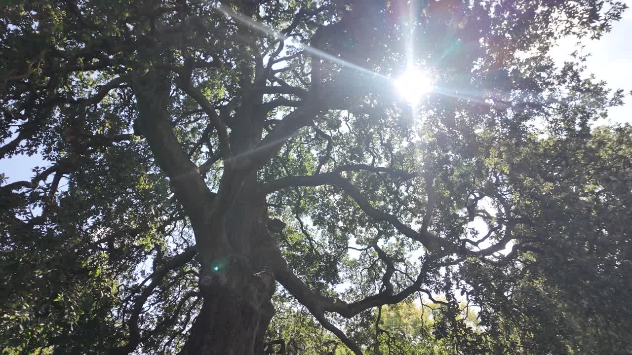 Sunlight shining through large oak tree branches creates a serene, natural atmosphere