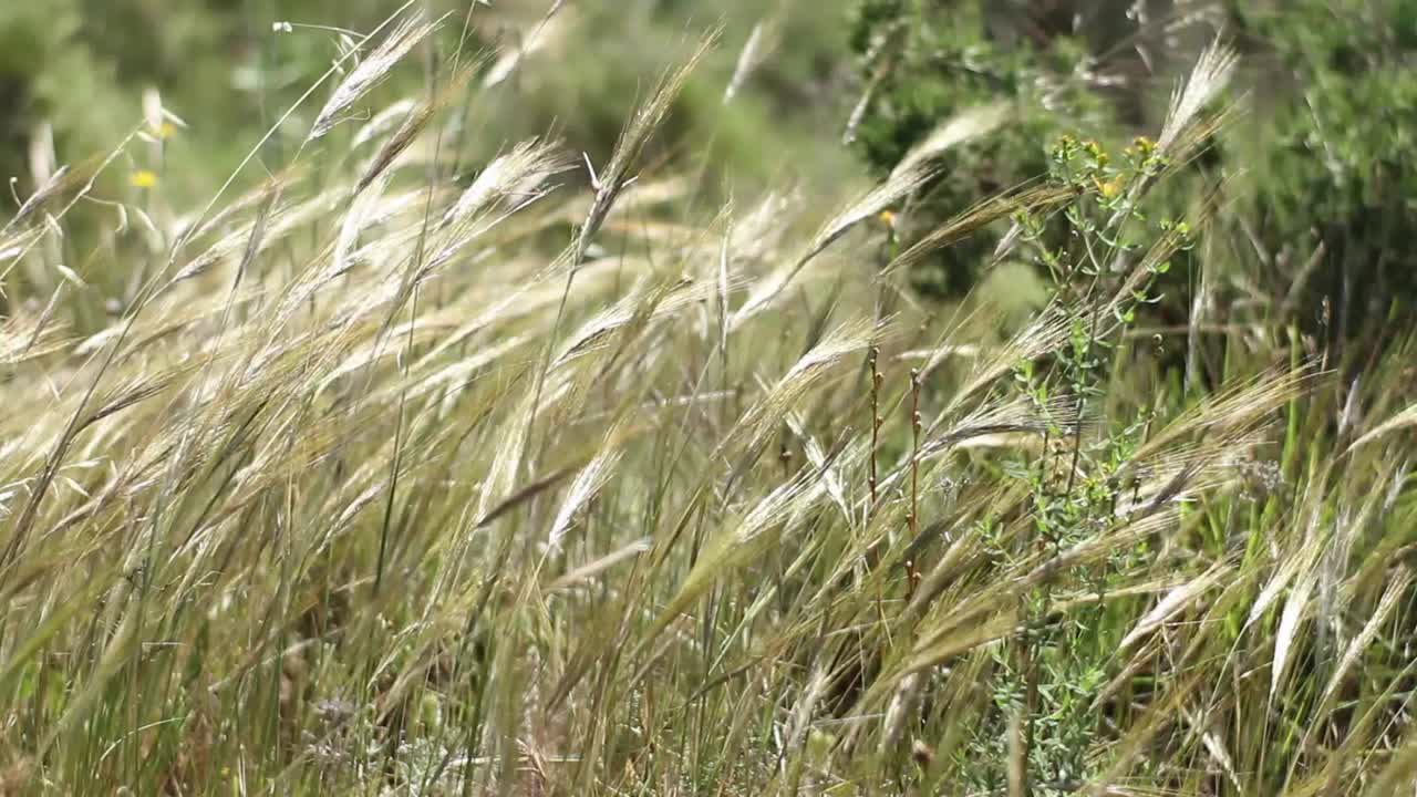 close shot of yellow grass and green plants waved by the wind