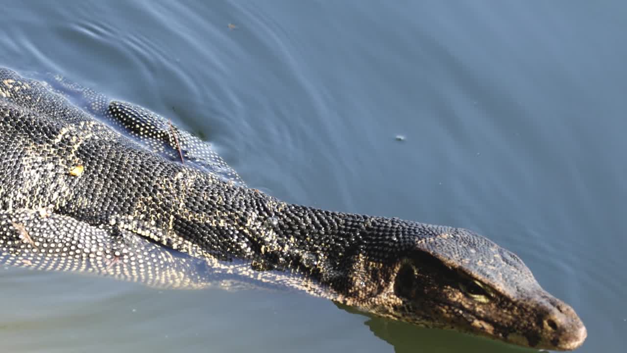 Close-up view of a monitor lizard's head and neck as it moves through water, showcasing its scales and tongue.