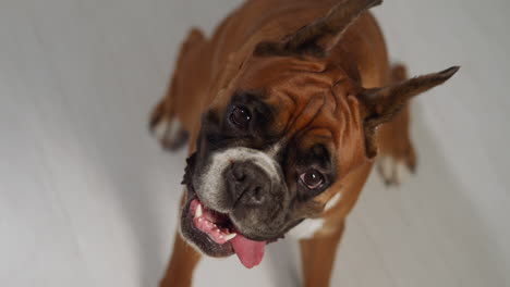 hungry brown doggy sticks tongue out looking up at owner