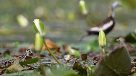 Polluelos-De-Jacana-De-Cola-De-Faisán-Alimentándose-De-Hojas-Flotantes-De-Nenúfar